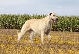 IRISH WOLFHOUND 094